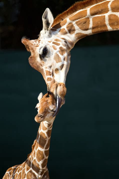 Mom And Baby Giraffe Images Galleries With A Bite