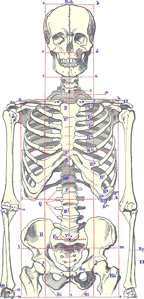 SkeletonBodyFront Изображения скелетов Линейные чертежи Рисование