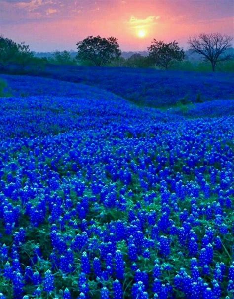 Pin By Judy Shoup On Texas Hill Country In Bluebonnet Season