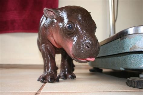 Harry The Pygmy Hippo A Rare Baby Boy For South Africa Africa Geographic