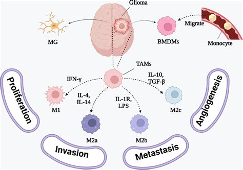 Frontiers Targeting Tumor Associated Macrophages For The