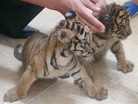 Ha Tinh Police Rescue Two Tiger Cubs From Traffickers Vnexpress
