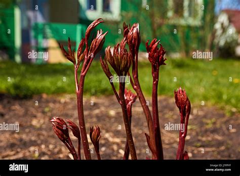 Shrub Peonies Hi Res Stock Photography And Images Alamy