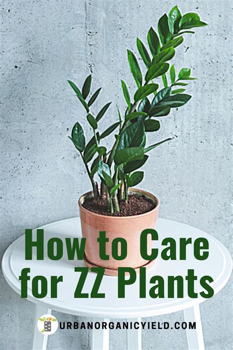 Taking Care Of Zz Plants Plants Zz Plant Welcome Plant