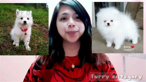 Pomeranian Vs Japanese Spitz Puppy Version Youtube