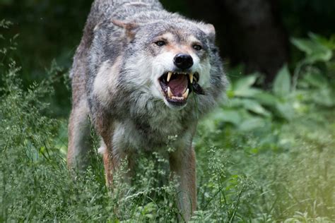 Wolf Tierpark Hellabrunn Photograhpermf Flickr