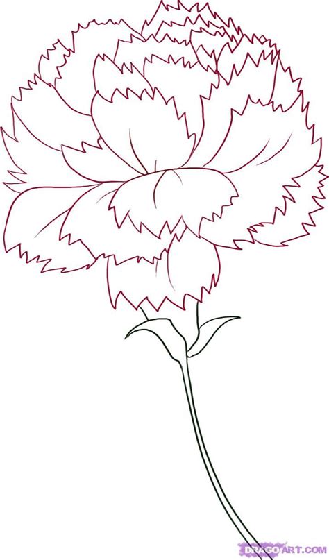 Flower Drawing Tutorials Carnation Drawing Flower Drawing
