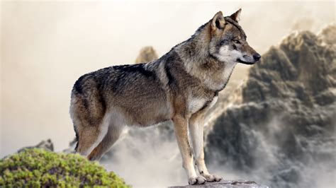 Description of wallpapers wolf 4k uhd (from google play). Wallpaper wolf, mountain, 4k, Animals #16064