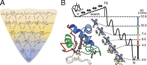 The Case For Defined Protein Folding Pathways Pnas