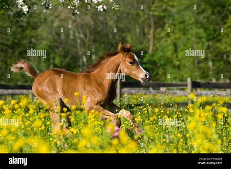 Purebred Arabian Foal Galloping In A Flower Meadow North Tyrol