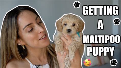 How Do You Take Care Of A Maltipoo Puppy
