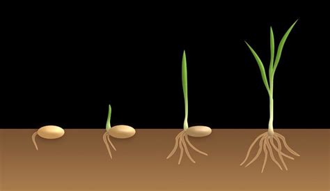 Seed Germination Process Steps Types Gardening Tips