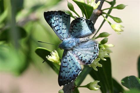 Blue Metalmark Butterfly Identification Facts And Pictures