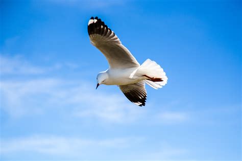 Free Images Bird Wing Sky Animal Seabird Fly Seagull Gull