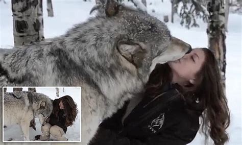 Kekoa The Giant Timber Wolf Plays With Wildlife Worker And Even Licks