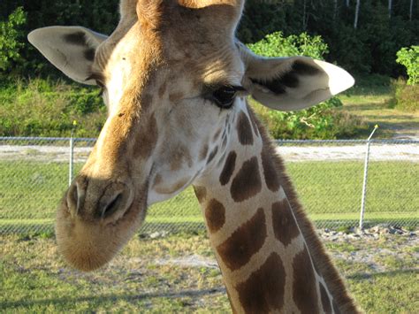 Check spelling or type a new query. Giraffe at Lion Country Safari | Pics4Learning