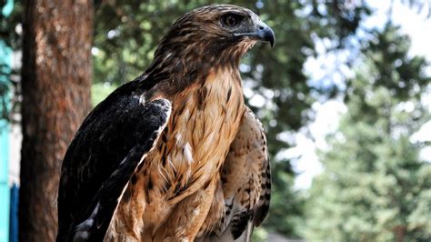 Red Tailed Hawk Hawk Pictures Profile Wallpaper Pet Birds