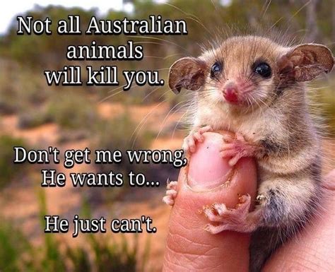 Not All Australian Animals Will Kill You Funny Animal Memes Funny