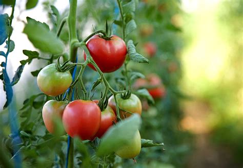 Condiciones Ideales Para El Cultivo De Tomate Rieggo Blog