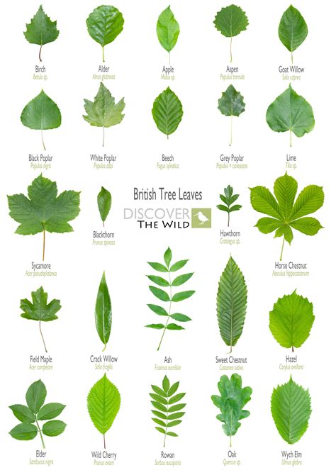 British Tree Leaves Sheet Tree Leaf Identification Leaf