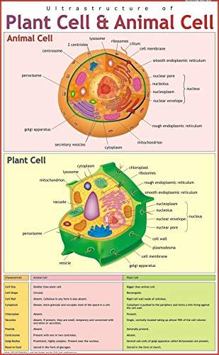Ultrastructure Of Plant Cell Diagram Simple Functions And Diagram