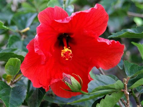 Zone 5 Hibiscus Plants Growing Hardy Hibiscus In Zone 5