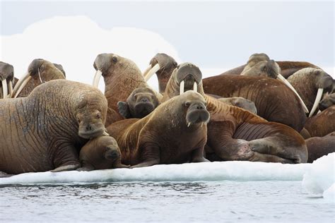 Thousands Of Pacific Walruses Again Herd Up On Alaska Coast Ap News