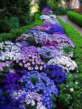 Flower Bed Plants For Shade