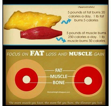 Muscle Versus Fat Poster 1 Pound Muscle Versus 1 Pound Fat Exercise