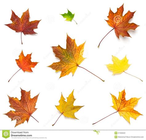 Maple Leaves Stock Photo Image Of Isolated Nature Leaves 21455522