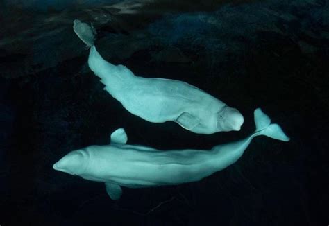 Belugas São Transportadas Da China Para Santuário No Oceano Na Islândia