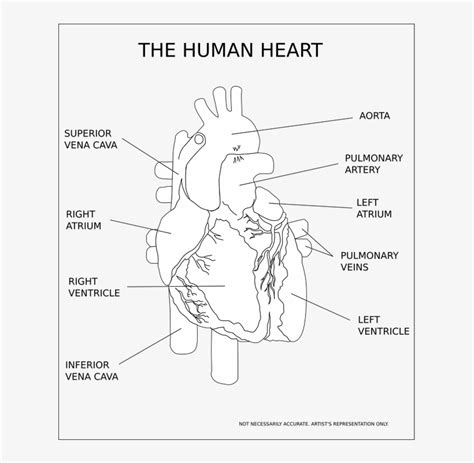 View 15 Heart Diagram Labeled Black And White Fogueira Molhada