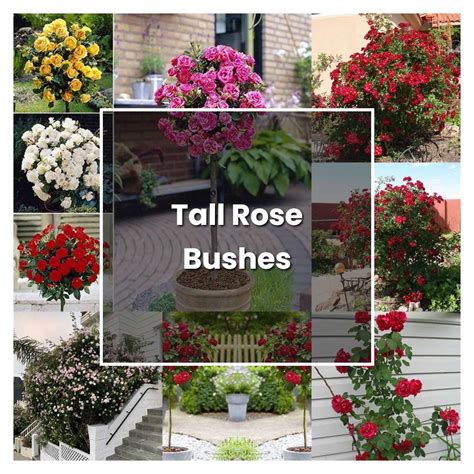 How To Grow Tall Rose Bushes Plant Care And Tips Norwichgardener