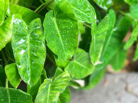 Types Of Philodendron Leaves