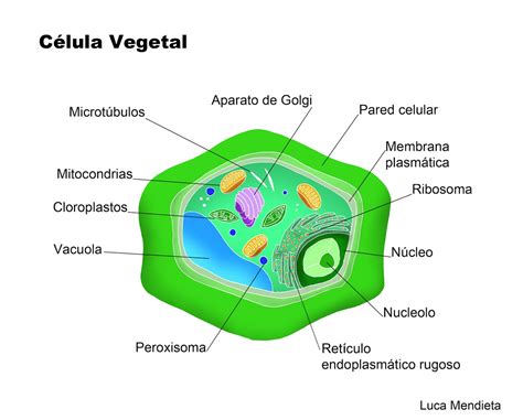 Imagen De Una Celula Vegetal Y Una Animal Con Sus Nombres Y Sus