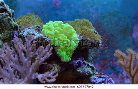 Plerogyra Sinuosa Bubble Coral Reef Tank Stock Photo 603647042