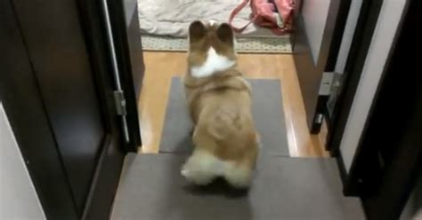 Video Twerking Corgi Gives Miley Cyrus A Run For Her Money As Dancing