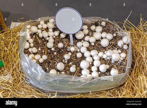White Mushrooms Fungus Growing In Bag Of Soil Stock Photo Alamy