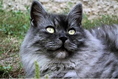Siberian Cat Cats Adult Breed Breeds Breeders