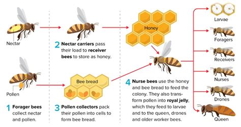 What Do Bees Eat One Honey Bee