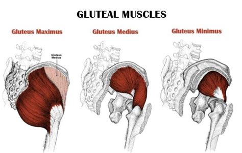 Its All About The Glutes Open Health Clinic