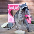 Animals celebrate Valentine’s Day the wild way on February 8 at ...