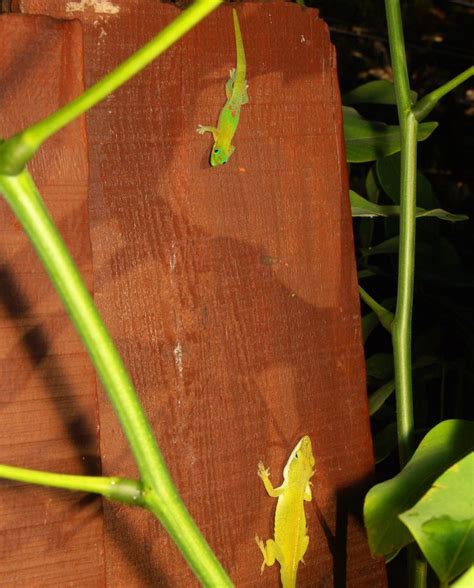 More On Anoles And Day Geckos In Hawaii Anole Annals
