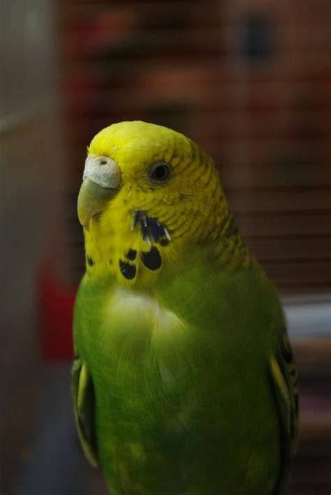 Green Female Budgie Picture Parakeets Pinterest