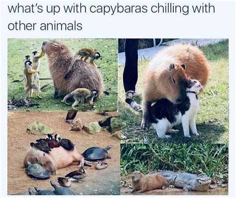 We All Should Be More Like Capybaras Scrolller