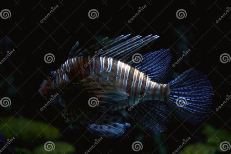 Striped Tropical Fish Stock Image Image Of Undersea Detailed 5039513