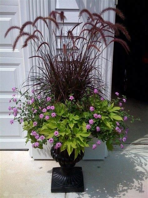 Purple Fountain Grass For Height Sweet Potato Ivy And Purple Lantana