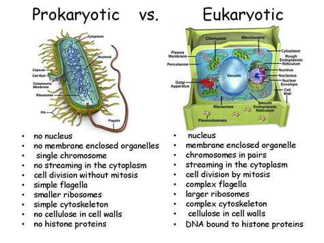 Prokaryotic Vs Eukaryotic Cells Worksheet