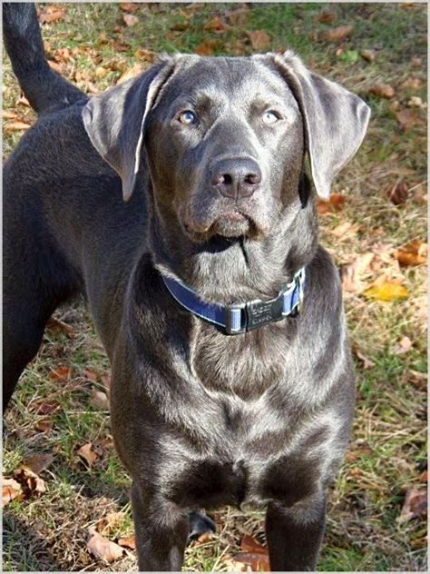 What Makes My Dog Training System So Unique Lab Dogs Labrador