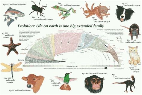 Evolution Evolution Science Nature Tree Of Life